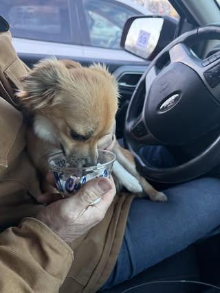 Enlarge Reilly (was Patrick), a Adoptable Chihuahua in Watertown, WI image 2/5