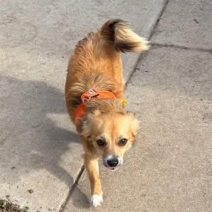Enlarge Reilly (was Patrick), a Adoptable Chihuahua in Watertown, WI image 3/5