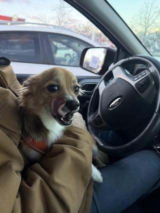 Enlarge Reilly (was Patrick), a Adoptable Chihuahua in Watertown, WI image 4/5