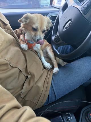 Enlarge Reilly (was Patrick), a Adoptable Chihuahua in Watertown, WI image 5/5