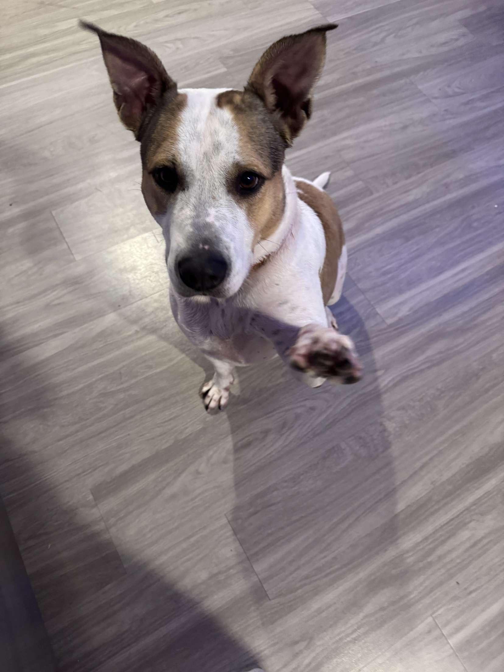 Gigi, Young Female Mixed Breed