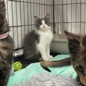 Monet, Adoptable, Kitten Female Domestic Short Hair.