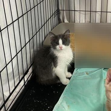 Monet, a Adoptable Domestic Short Hair in Davenport, IA image 2/3