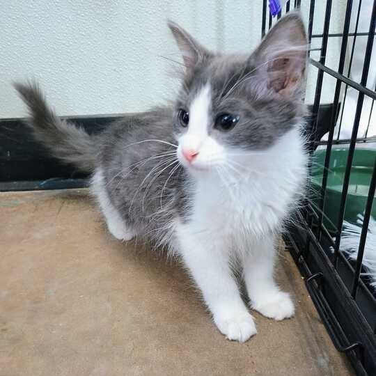 Monet, a Adoptable Domestic Short Hair in Davenport, IA image 3/3