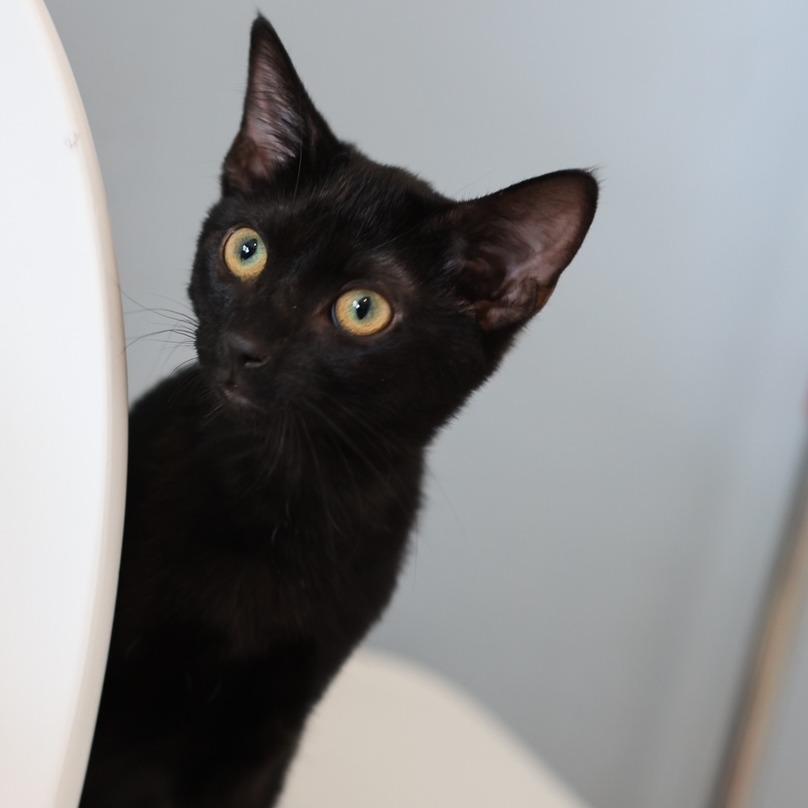 Morck — thumbnail 2