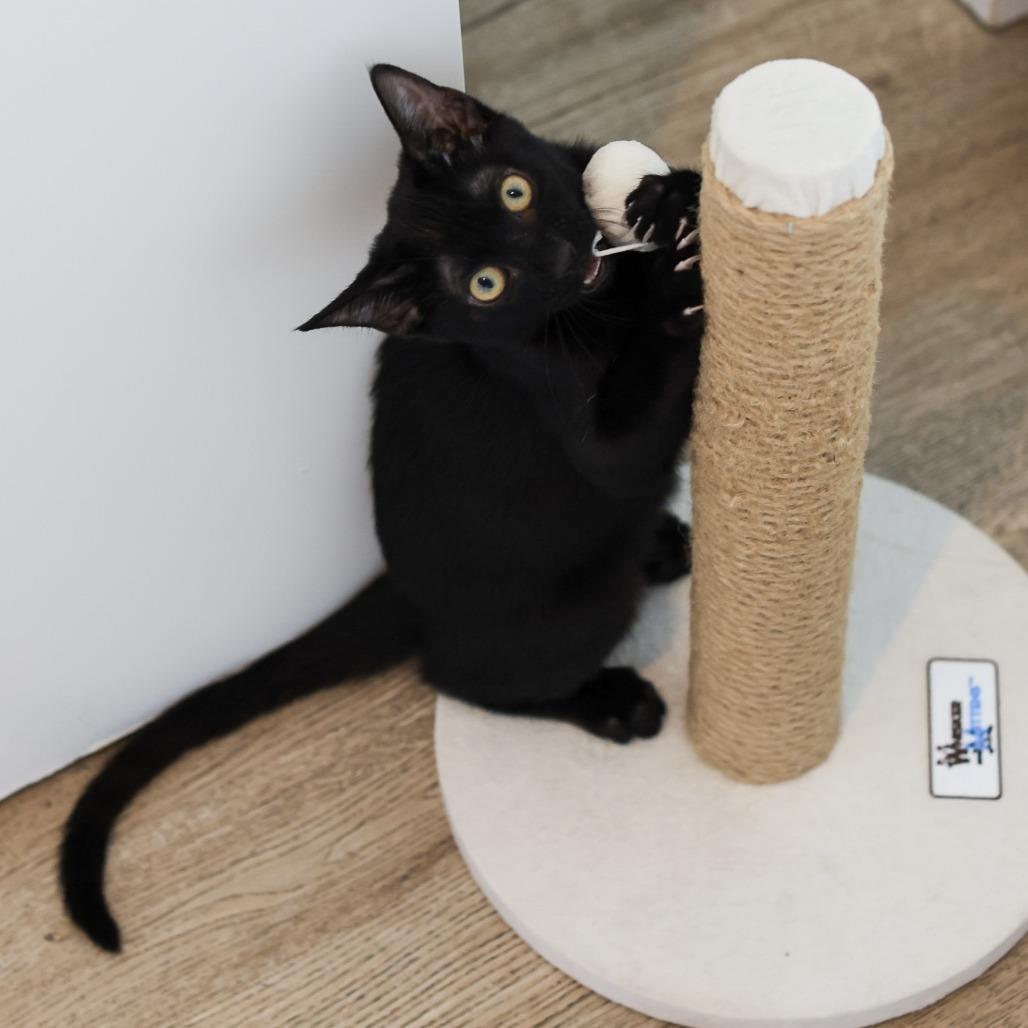 Morck — thumbnail 3