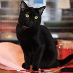 Morck — thumbnail 4