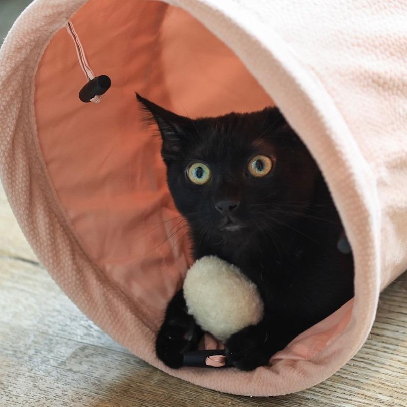 Morck — thumbnail 5