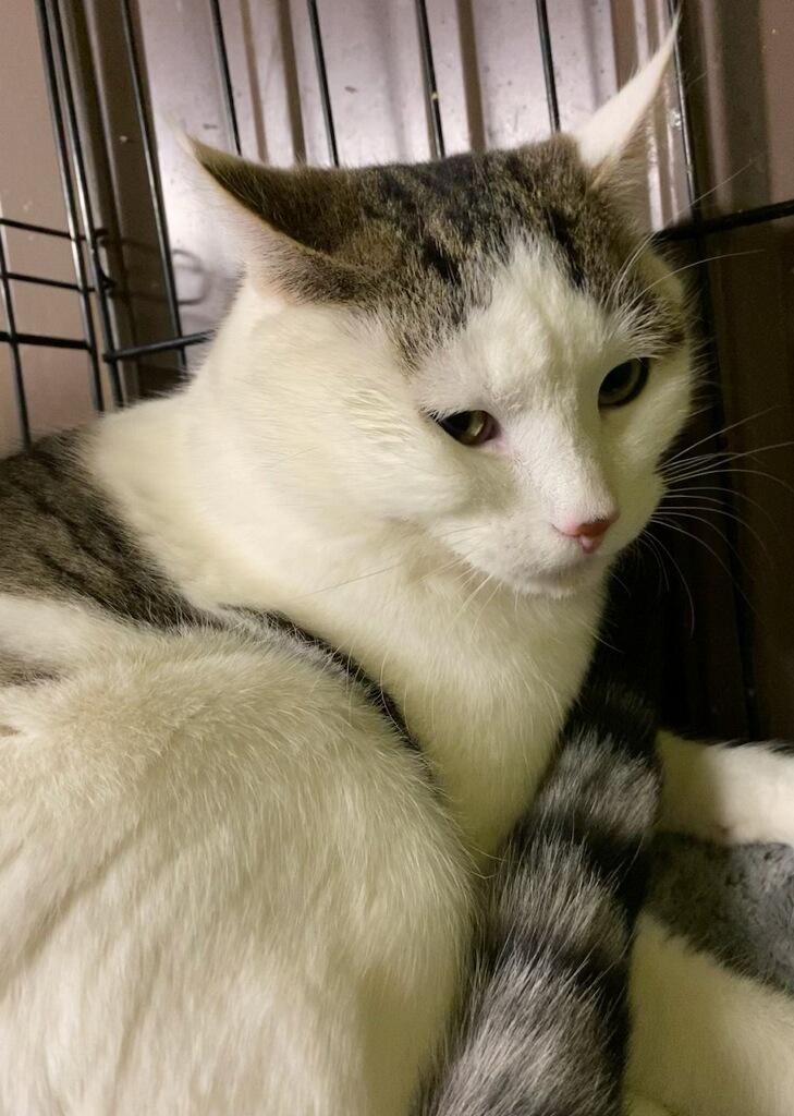 Enlarge Ying, a ADOPTABLE Domestic Short Hair in Polson, MT image 3/4