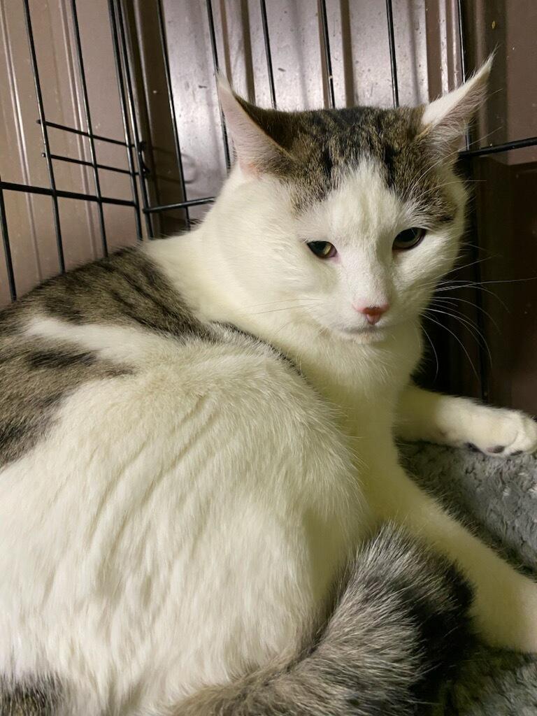 Enlarge Ying, a ADOPTABLE Domestic Short Hair in Polson, MT image 4/4