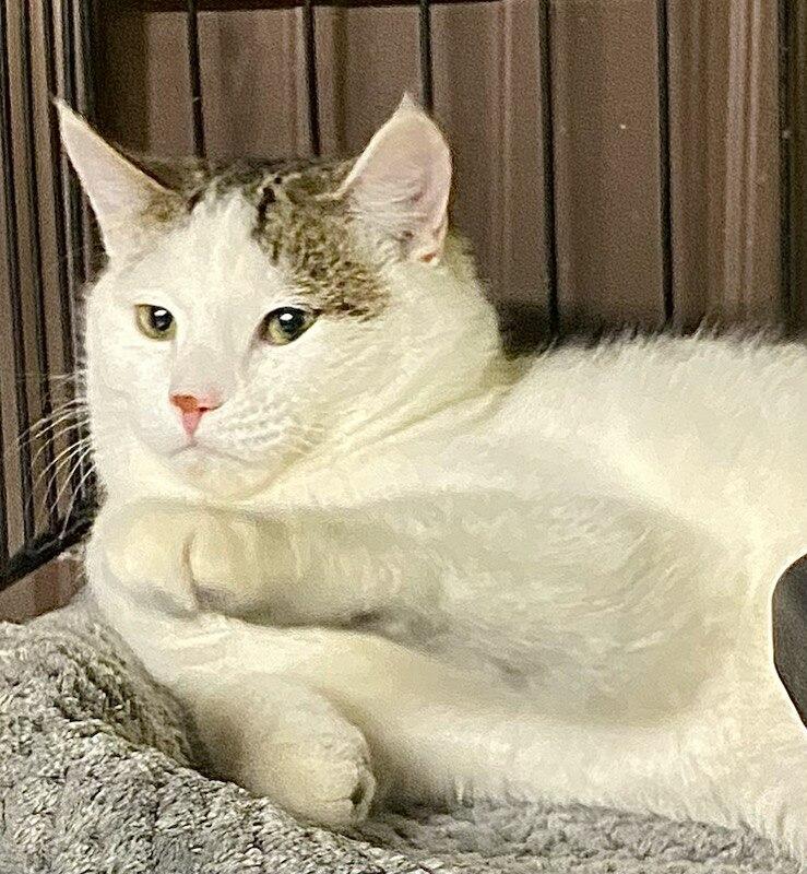 Enlarge Ying, a ADOPTABLE Domestic Short Hair in Polson, MT image 1/4