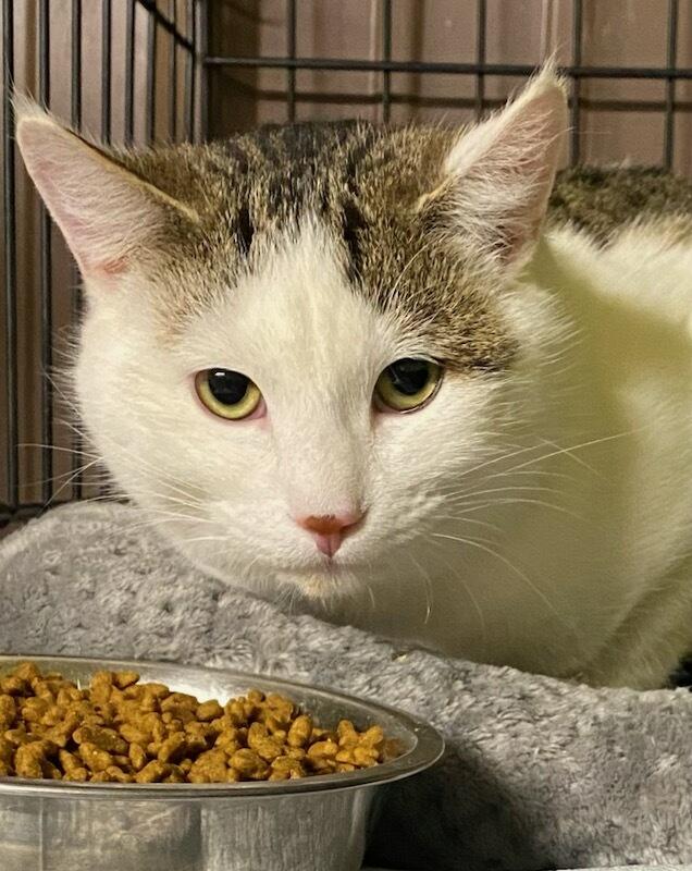 Enlarge Ying, a ADOPTABLE Domestic Short Hair in Polson, MT image 2/4