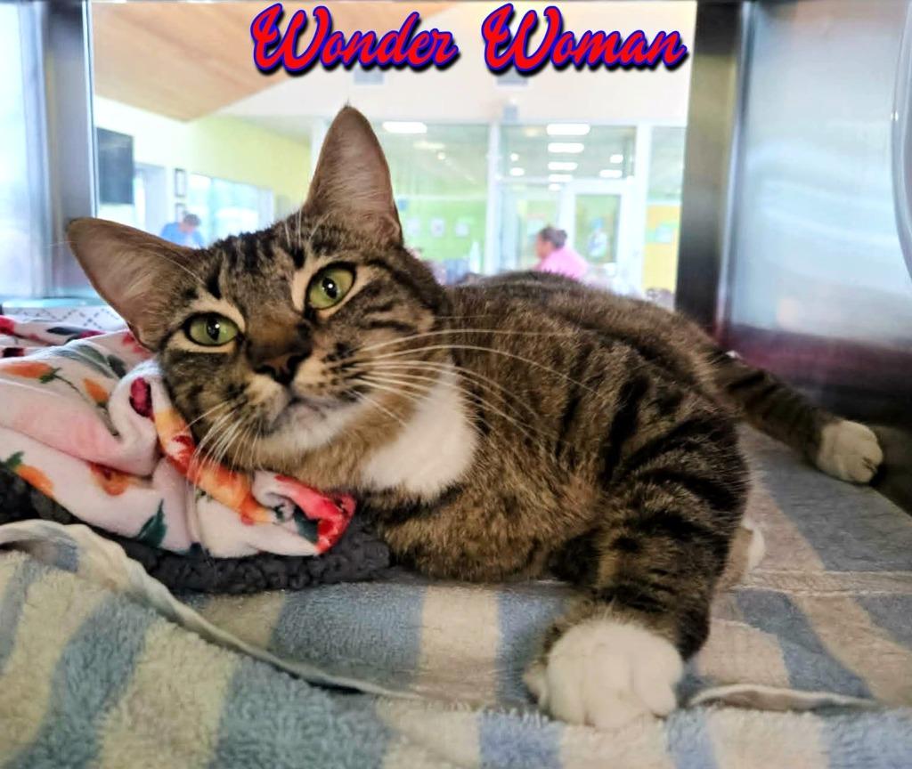 Enlarge Wonder Woman, a Adoptable mixed breed in Blountville, TN image 1/3
