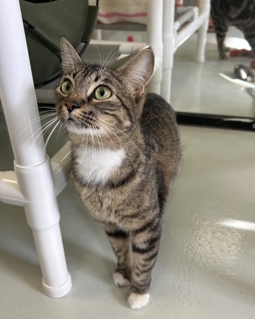 Enlarge Wonder Woman, a Adoptable mixed breed in Blountville, TN image 2/3