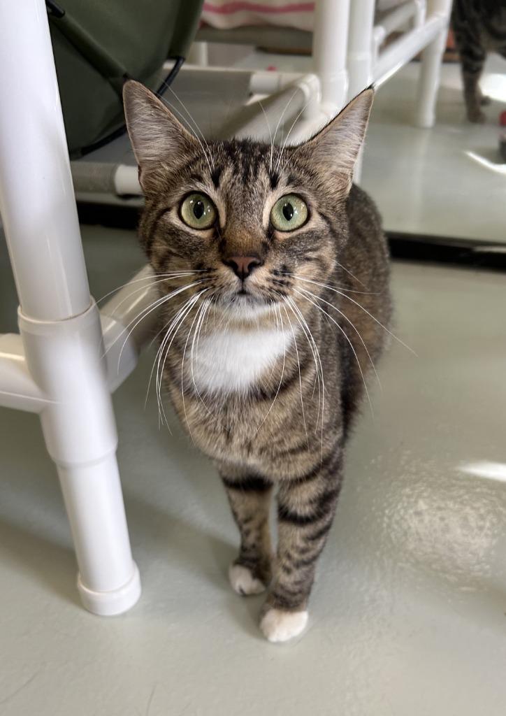 Enlarge Wonder Woman, a Adoptable mixed breed in Blountville, TN image 3/3