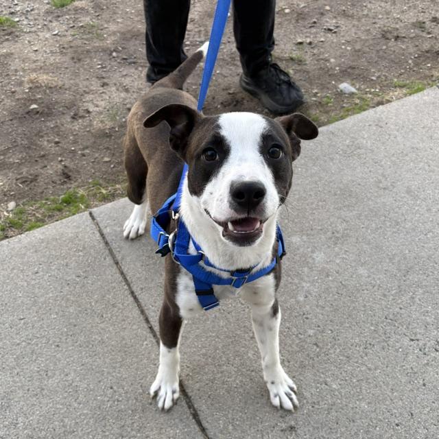Enlarge MAX, a Adoptable mixed breed in Boston, MA image 1/1