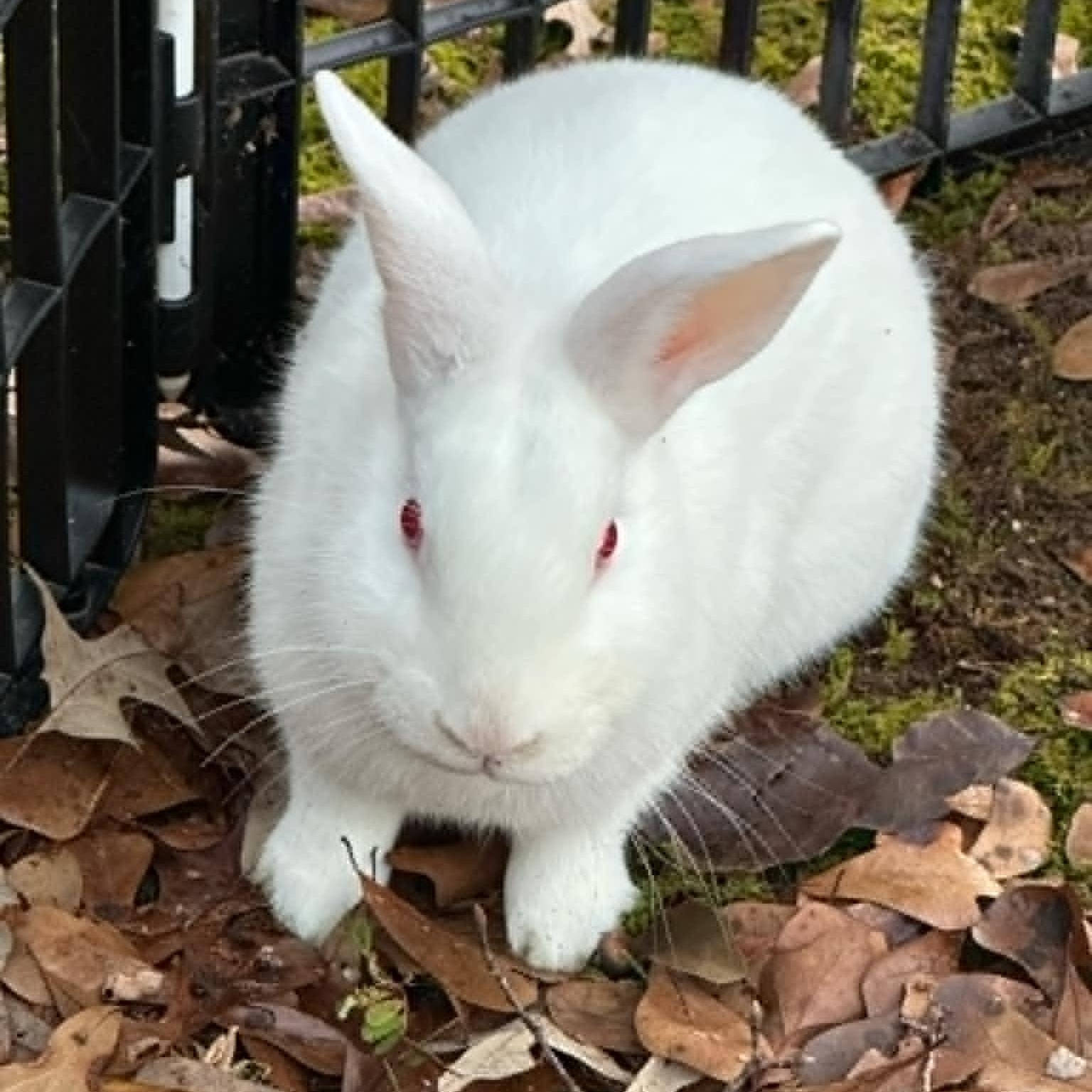 Woody and Rebel, a Adoptable mixed breed in SAUCIER, MS image 1/2