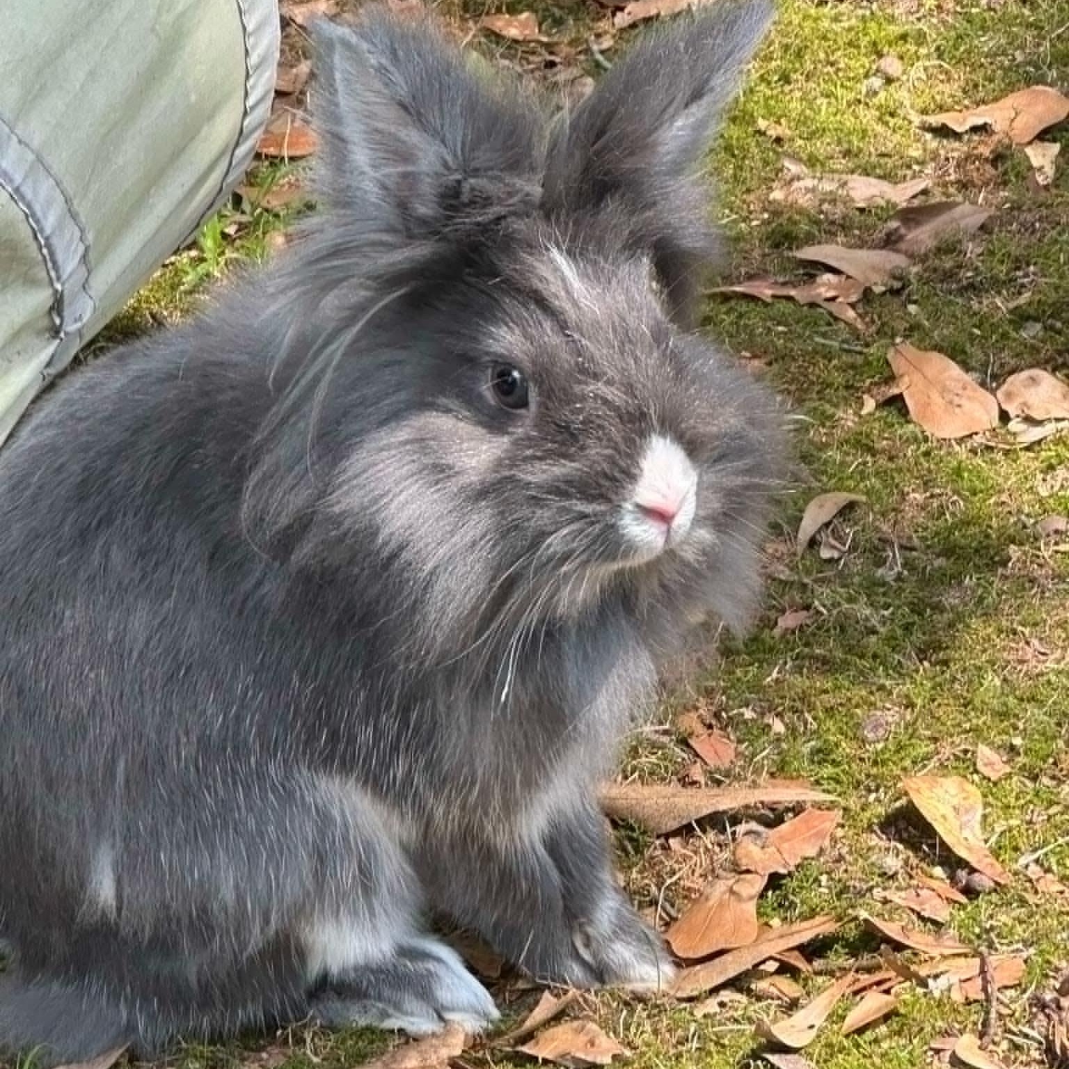 Woody and Rebel, a Adoptable mixed breed in SAUCIER, MS image 2/2