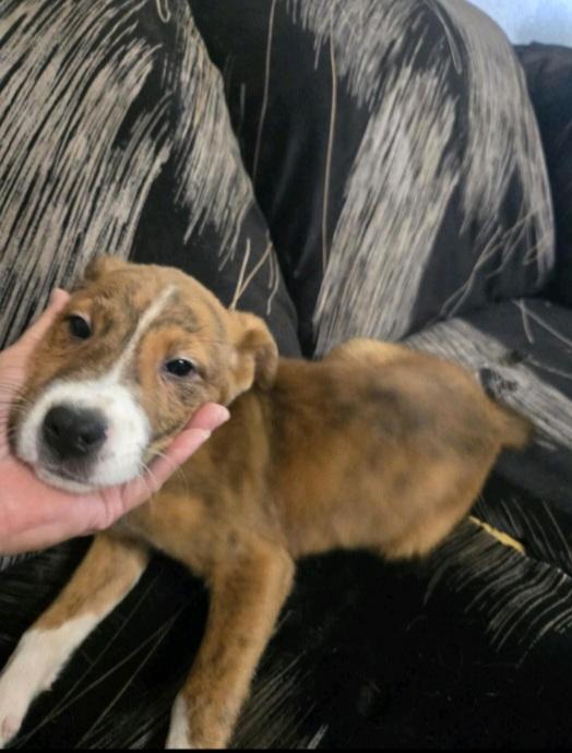 T-P24 Sage, an adoptable Pit Bull Terrier in Billings, MT, 59101 | Photo Image 1