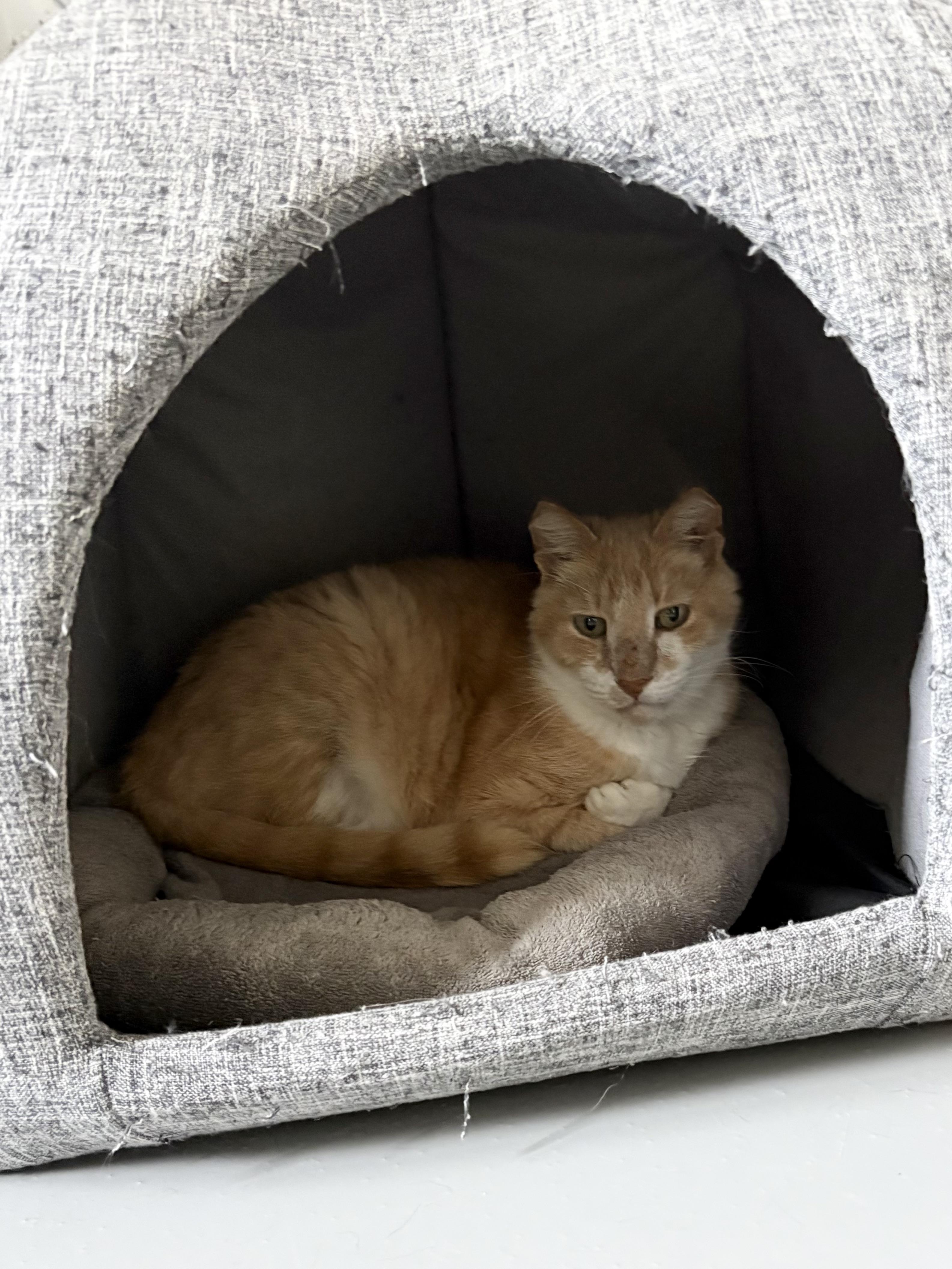 Enlarge Nacho, a ADOPTABLE American Shorthair in Big Rapids, MI image 4/5