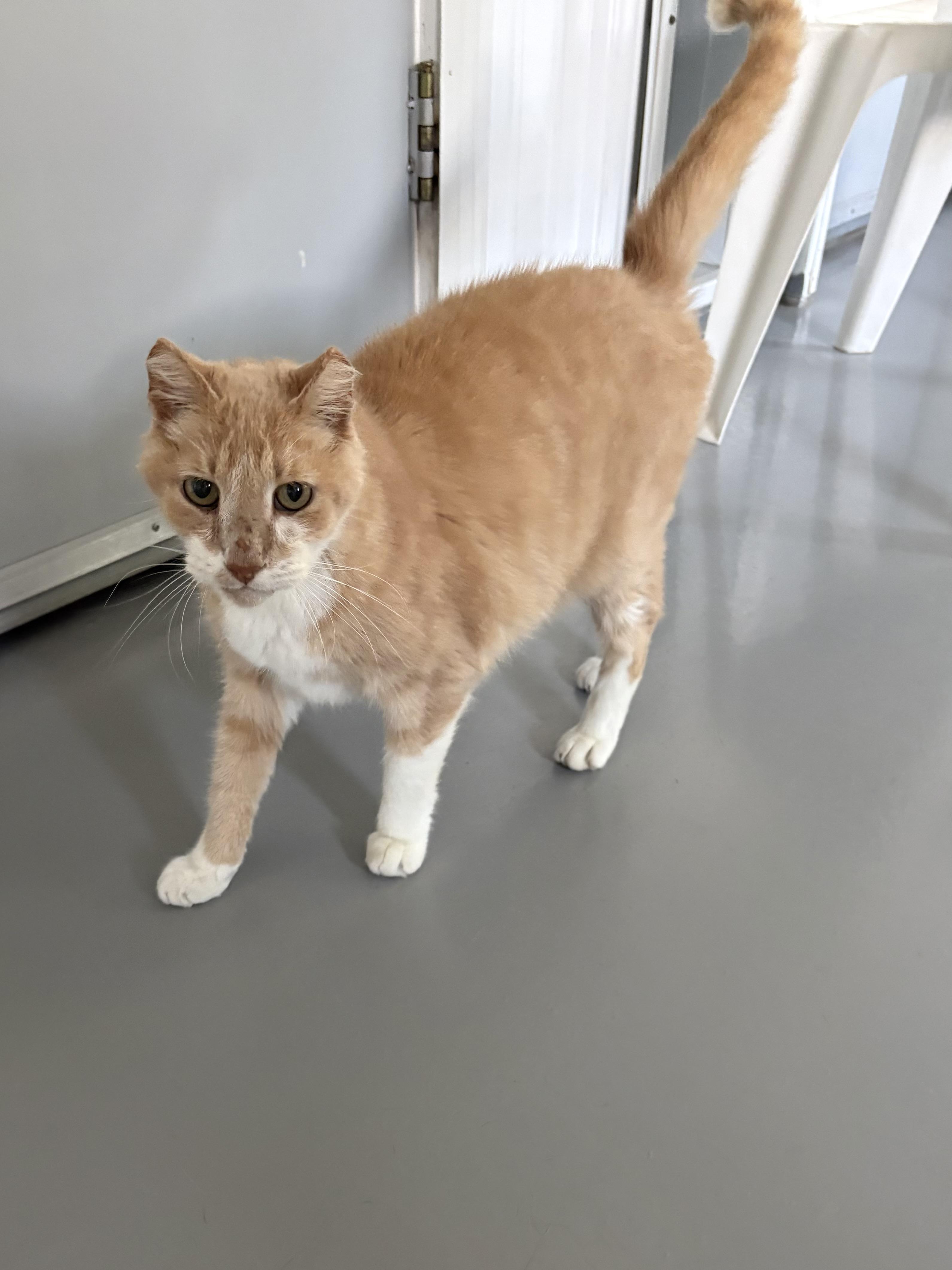 Enlarge Nacho, a ADOPTABLE American Shorthair in Big Rapids, MI image 3/5