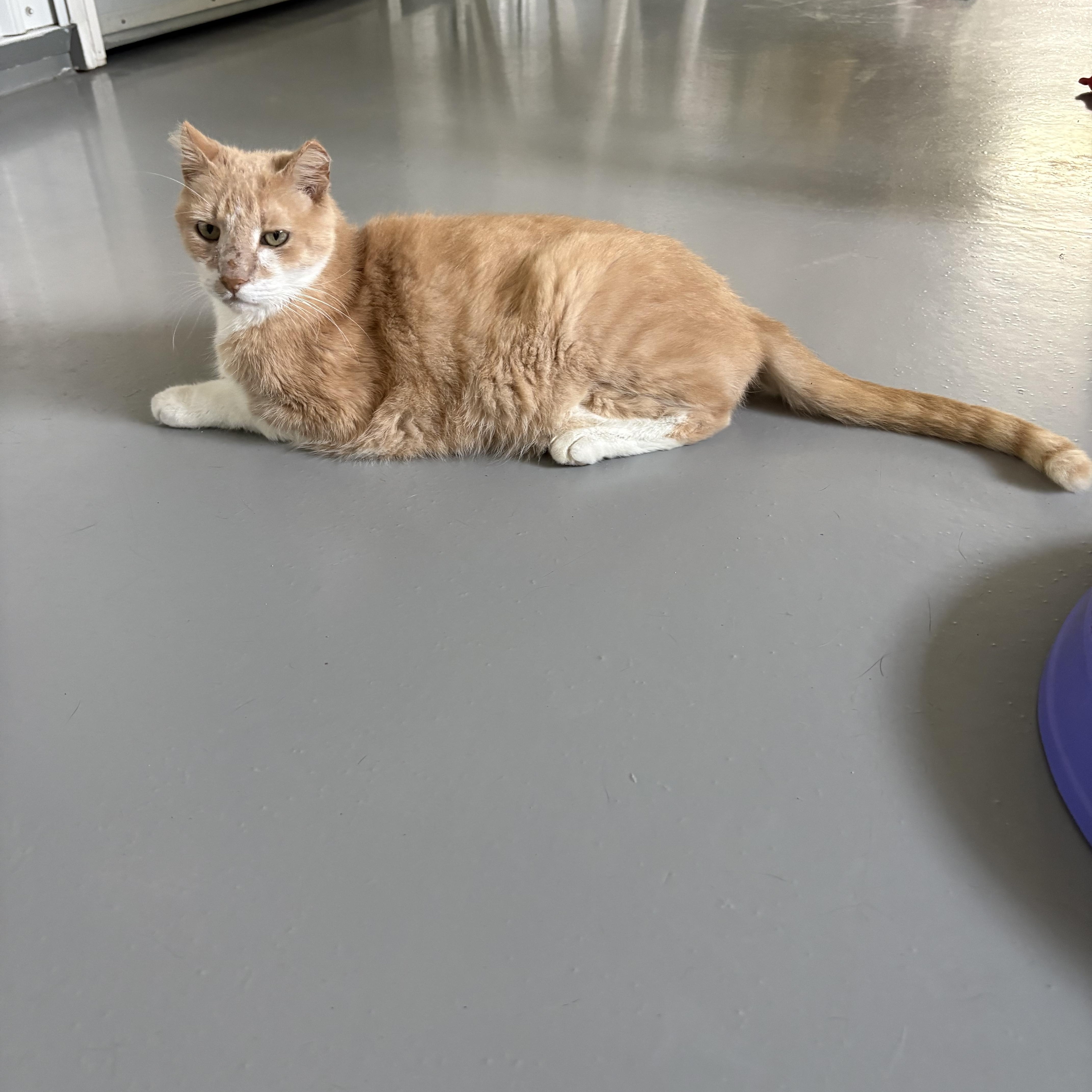 Enlarge Nacho, a ADOPTABLE American Shorthair in Big Rapids, MI image 5/5