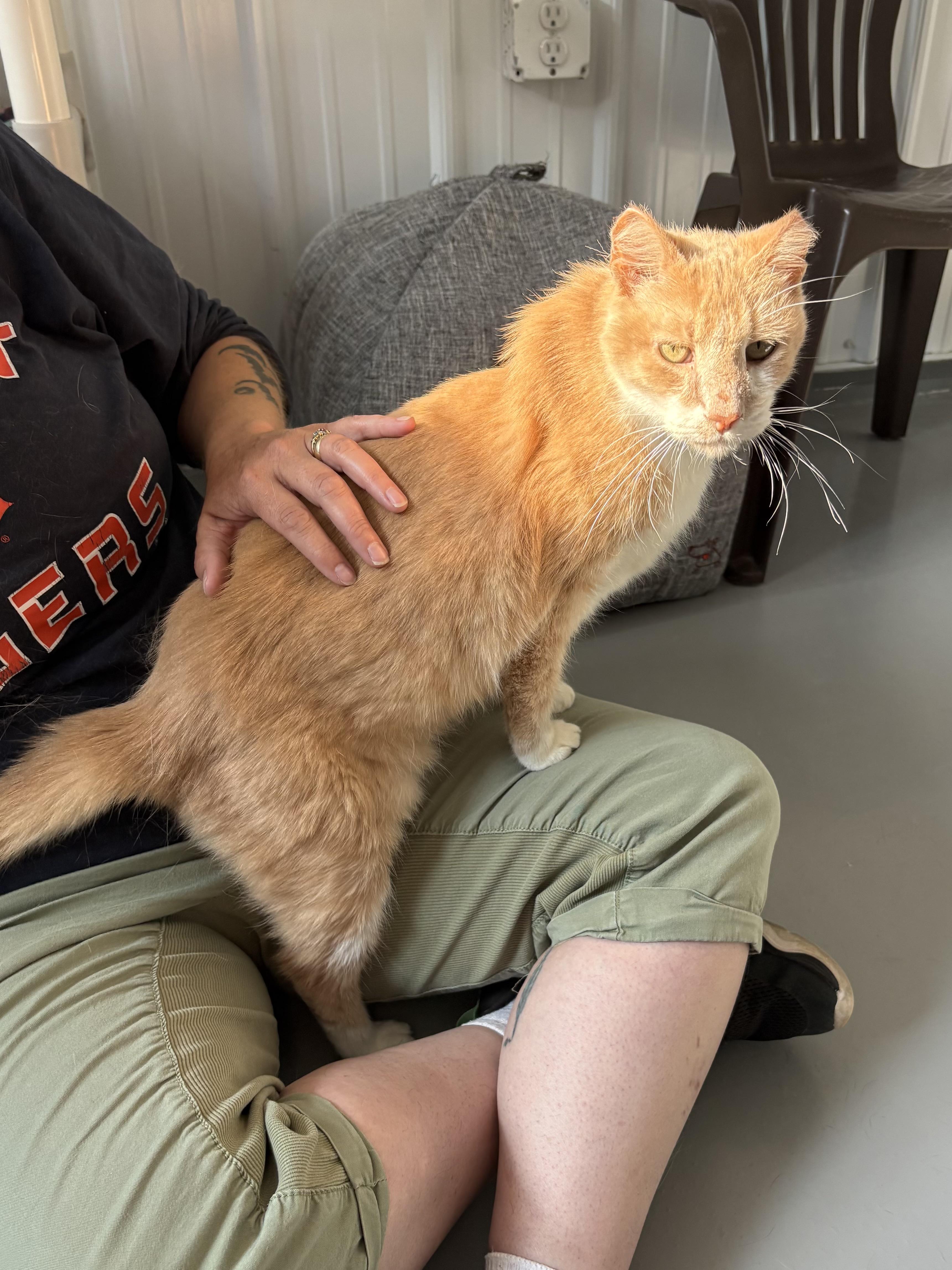 Nacho, ADOPTABLE, Senior Male American Shorthair.