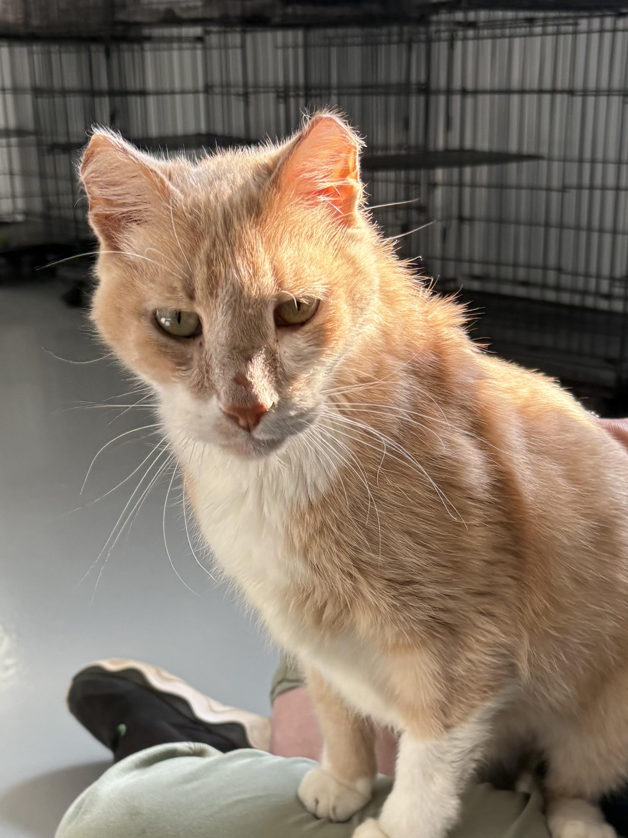 Enlarge Nacho, a ADOPTABLE American Shorthair in Big Rapids, MI image 2/5