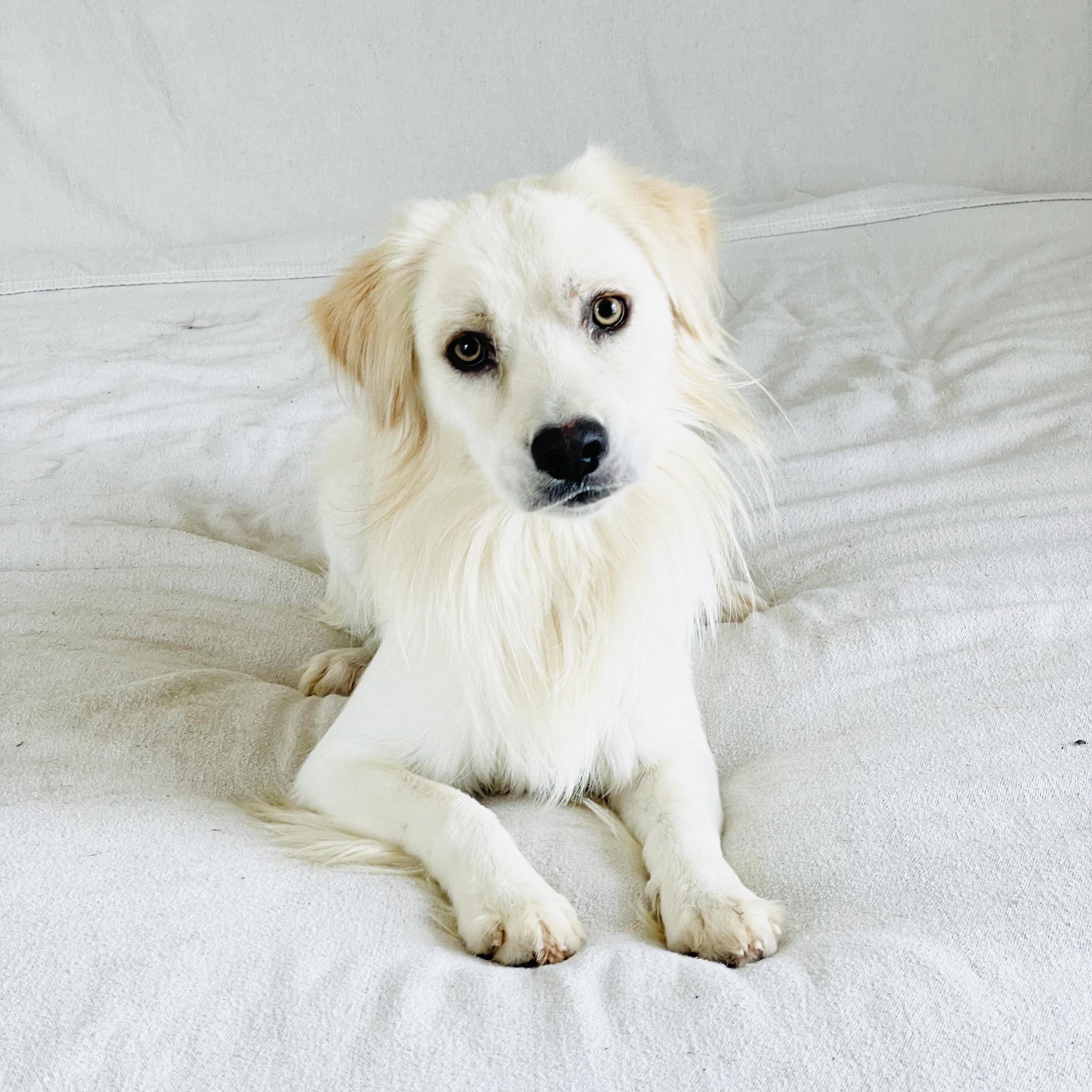 Gorgeous Finnegan, a ADOPTABLE mixed breed in West Hartford , CT image 2/5