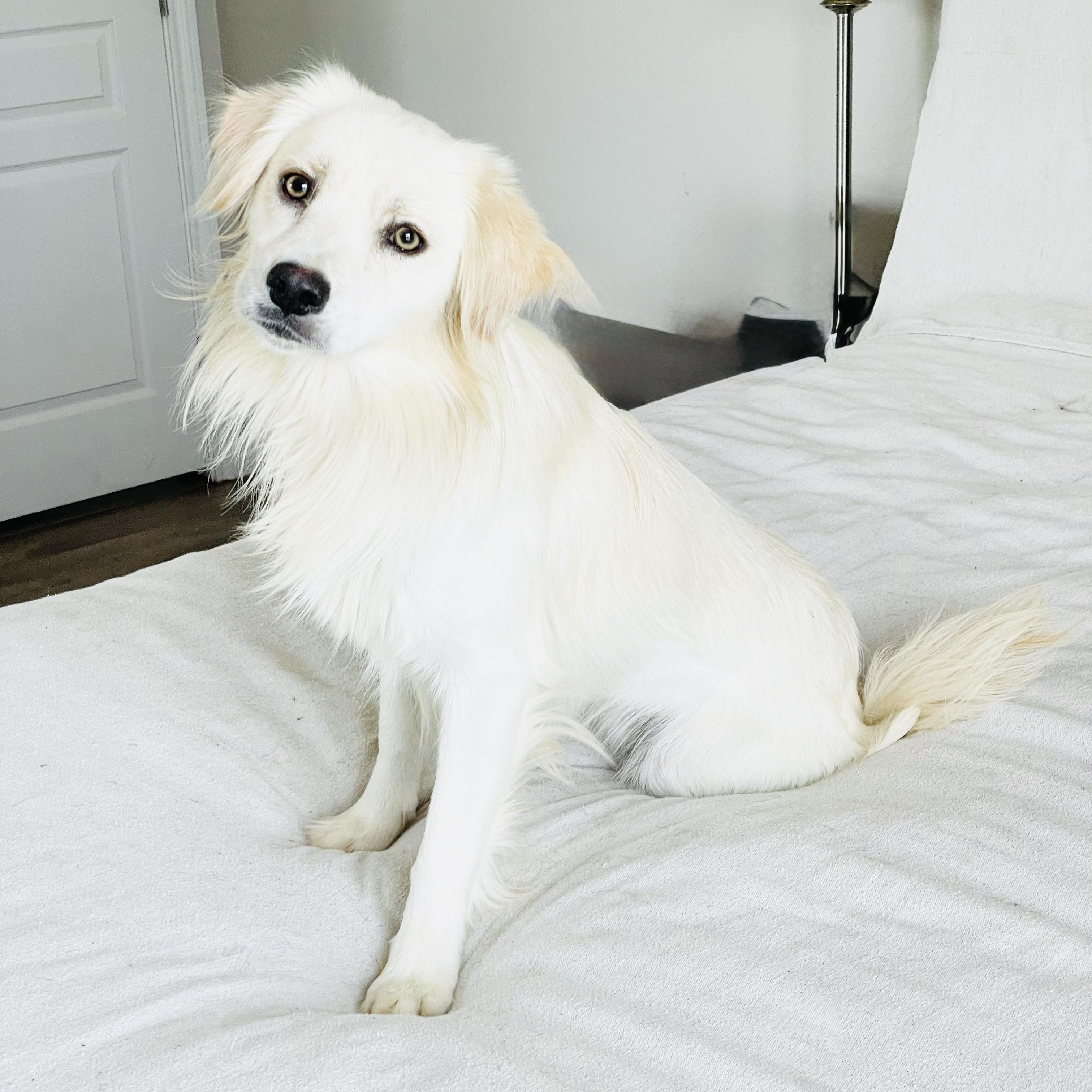 Gorgeous Finnegan, ADOPTABLE, Young Male Golden Retriever & Australian Shepherd.