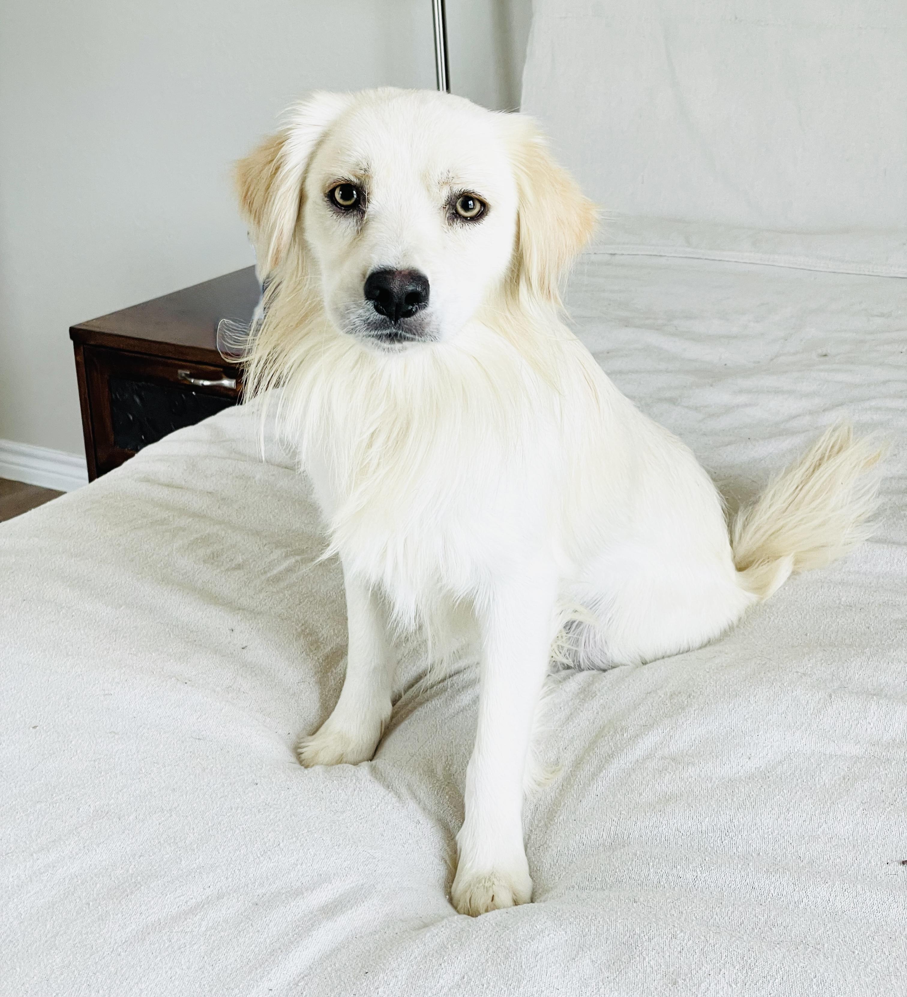 Gorgeous Finnegan, a ADOPTABLE mixed breed in West Hartford , CT image 3/5