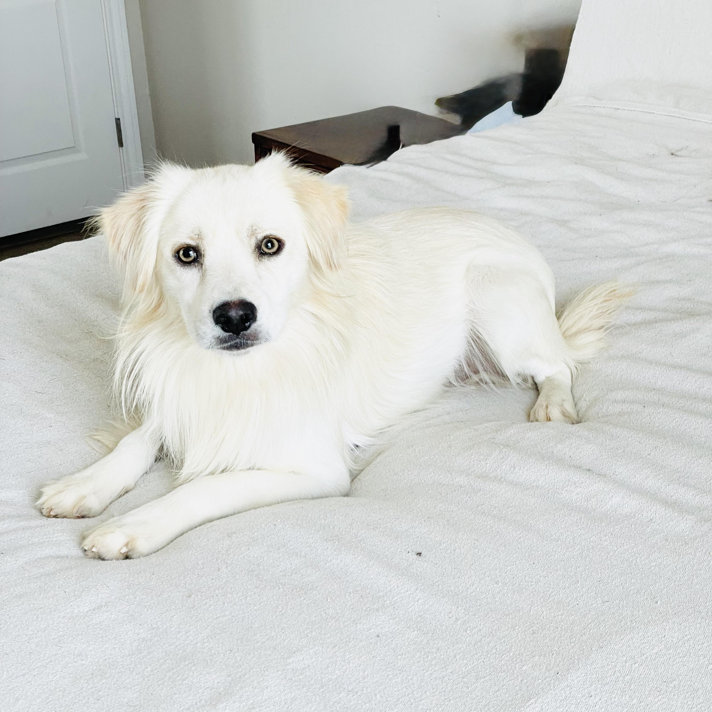 Gorgeous Finnegan, a ADOPTABLE mixed breed in West Hartford , CT image 4/5