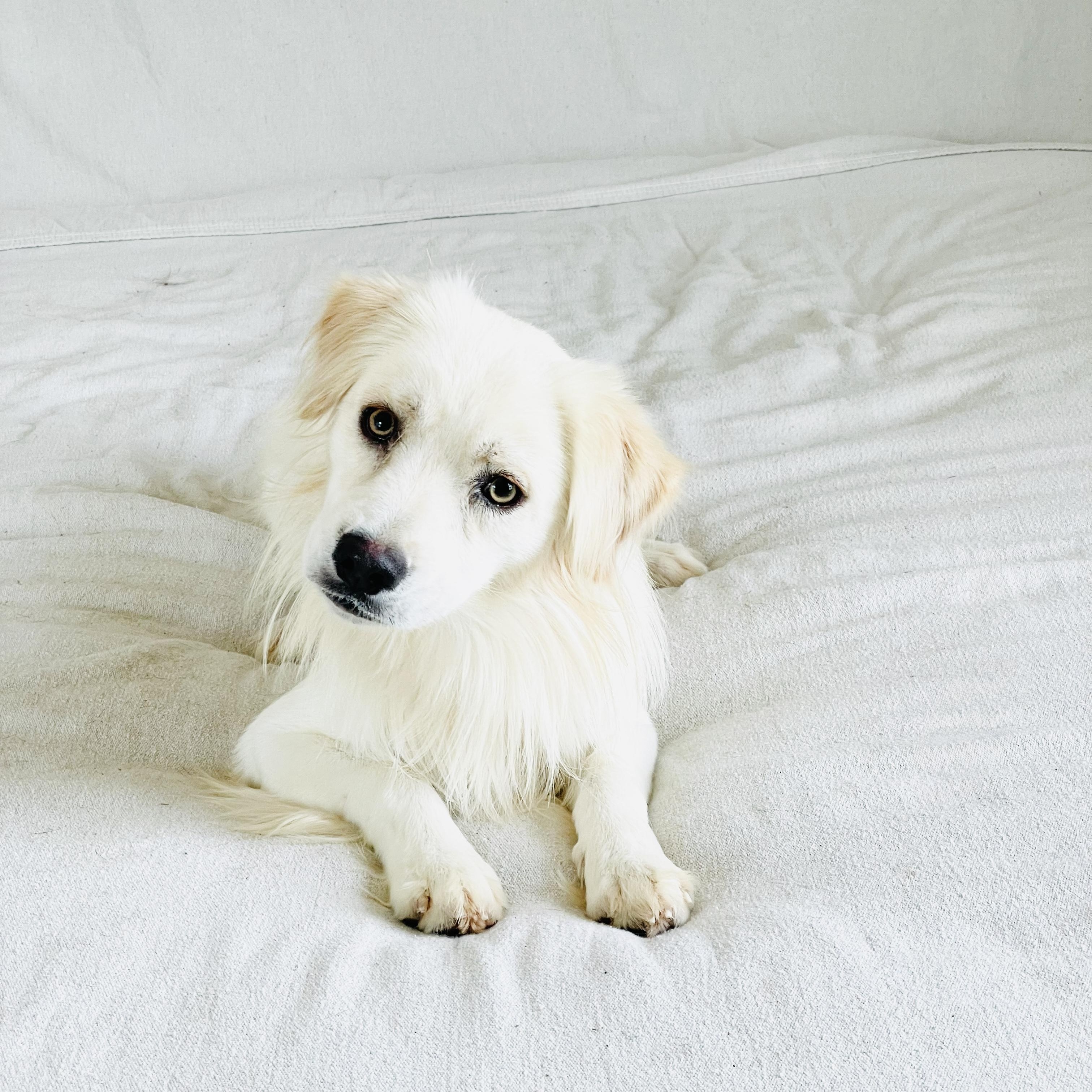 Gorgeous Finnegan, a ADOPTABLE mixed breed in West Hartford , CT image 5/5