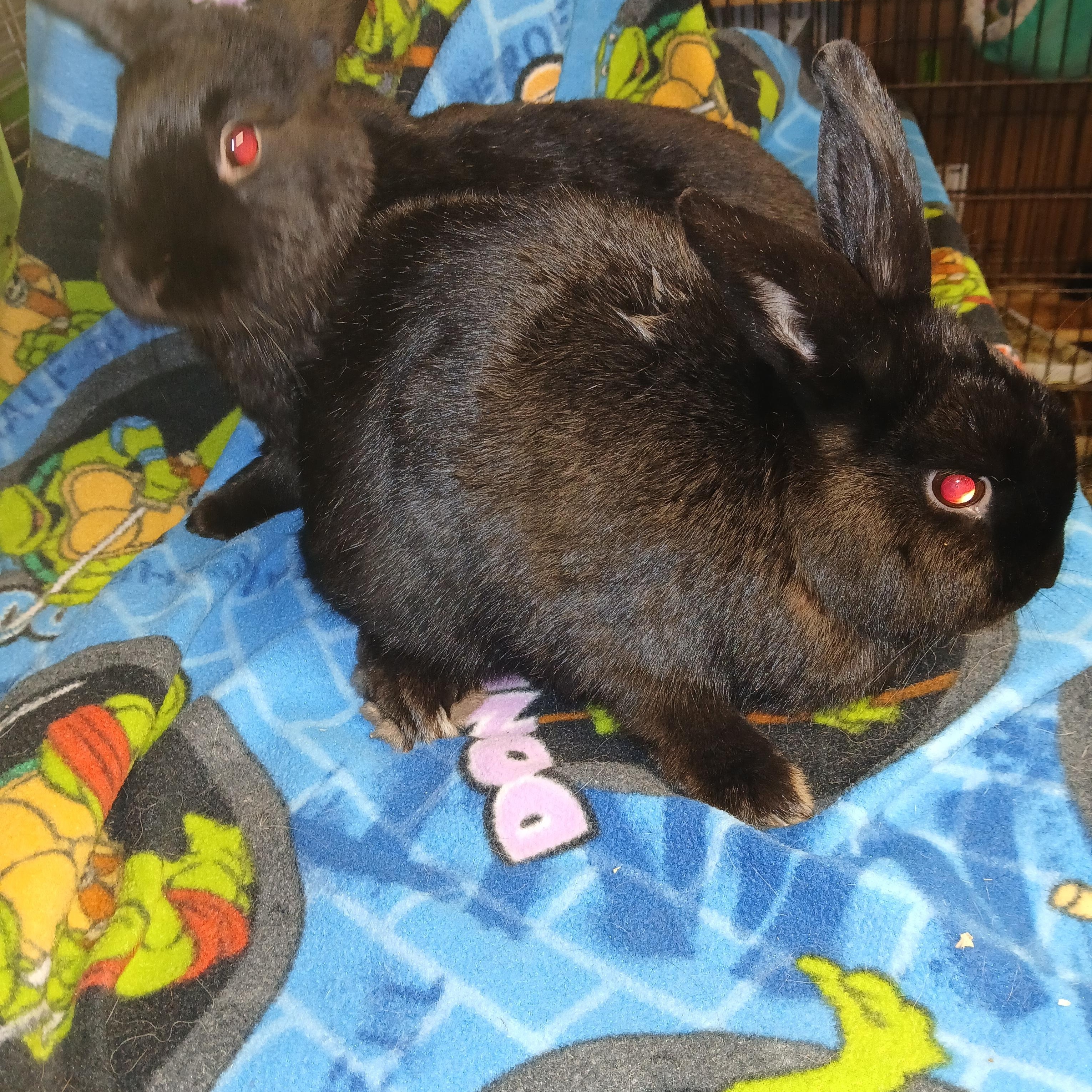 Moji and Morton, a Adoptable mixed breed in Dearborn, MO image 4/4