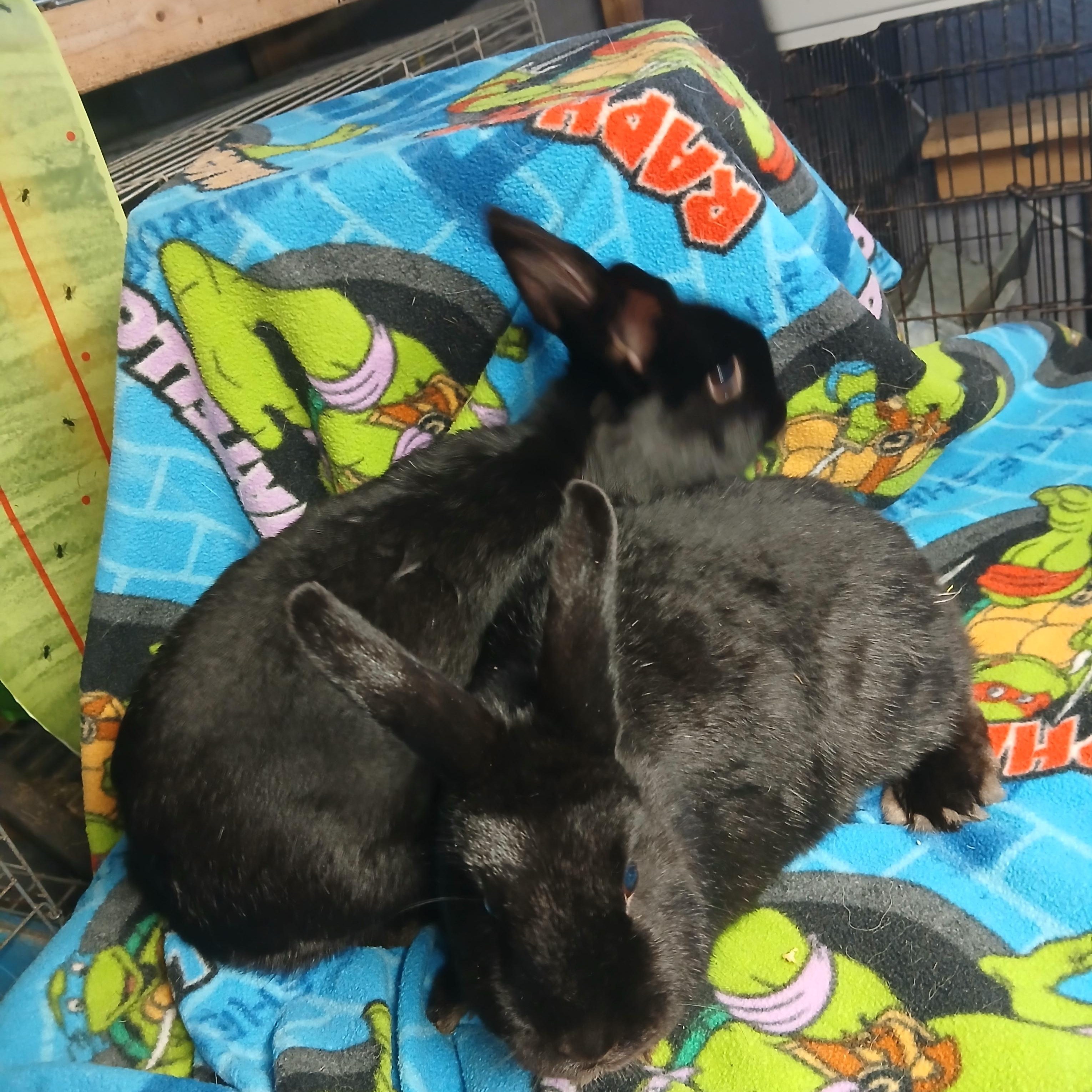 Moji and Morton, Adoptable, Adult Female Satin & Lionhead.
