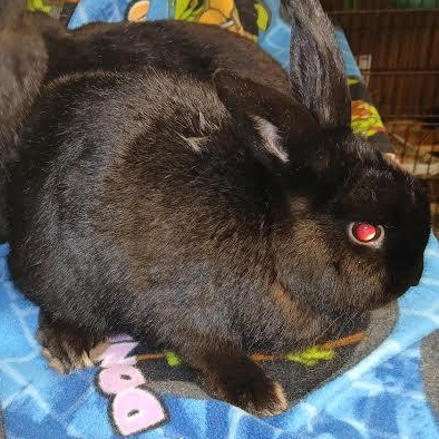 Enlarge Moji, an adoptable mixed breed in Dearborn, MO image 3/6