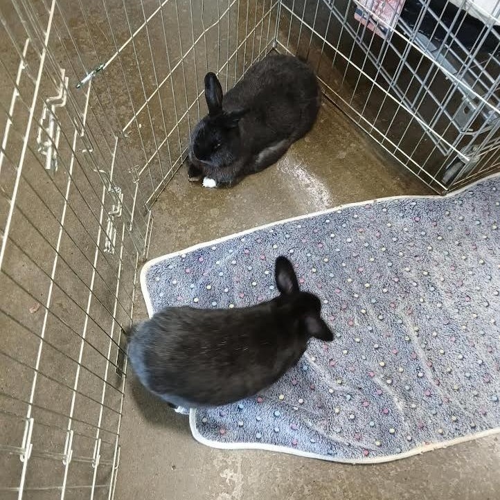 Enlarge Moji and Morton, a Adoptable mixed breed in Dearborn, MO image 2/5