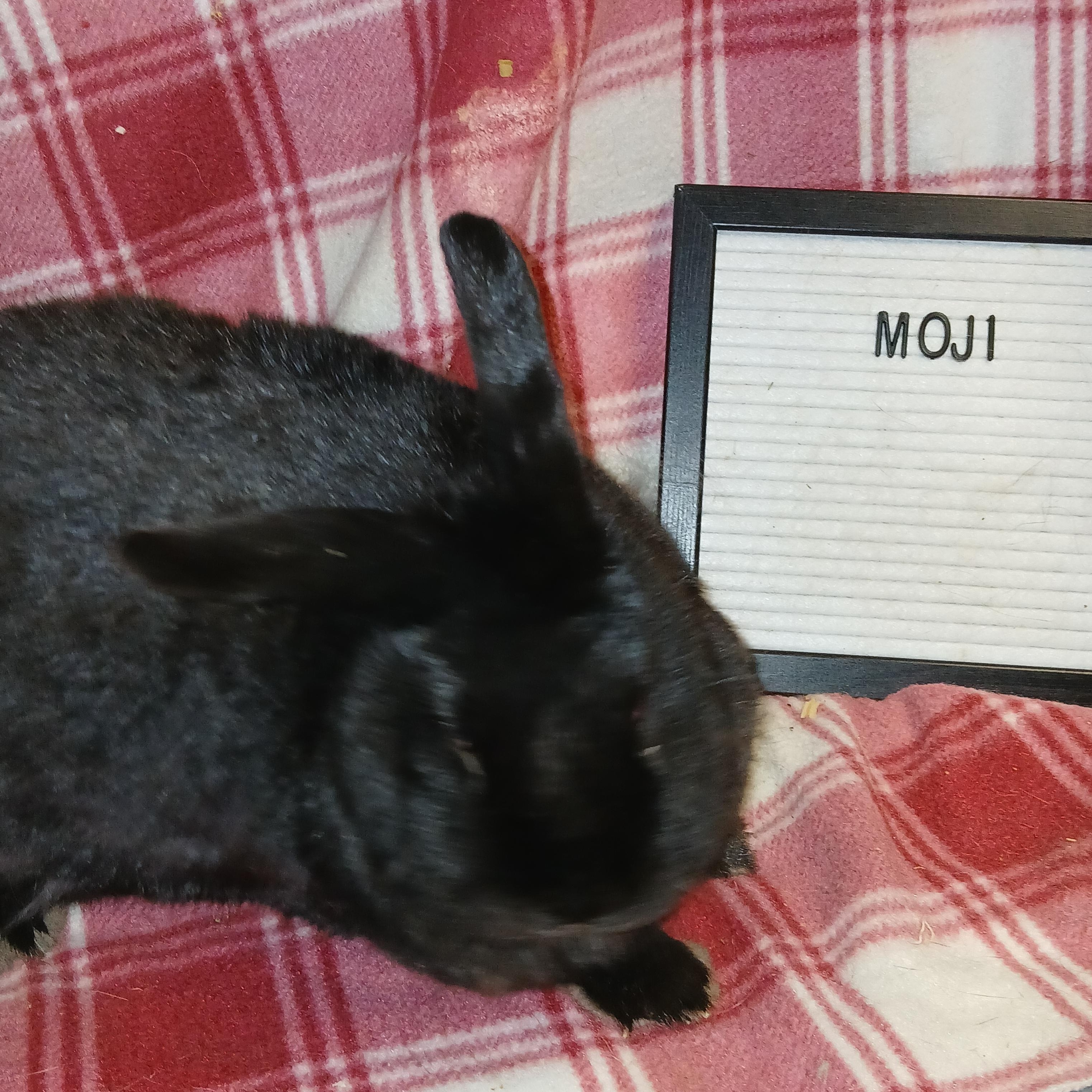 Enlarge Moji, an adoptable mixed breed in Dearborn, MO image 2/6