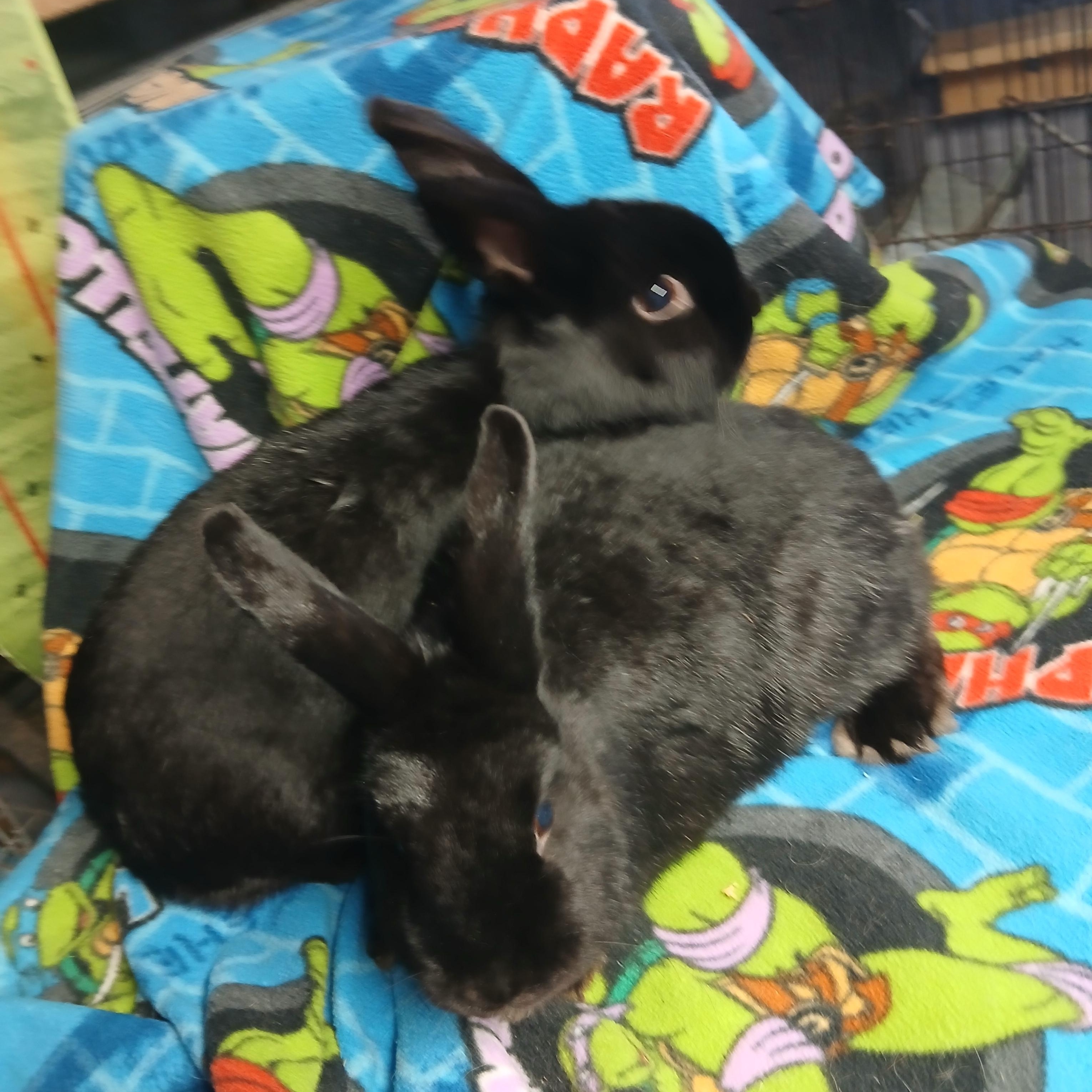 Moji and Morton, a Adoptable mixed breed in Dearborn, MO image 2/4