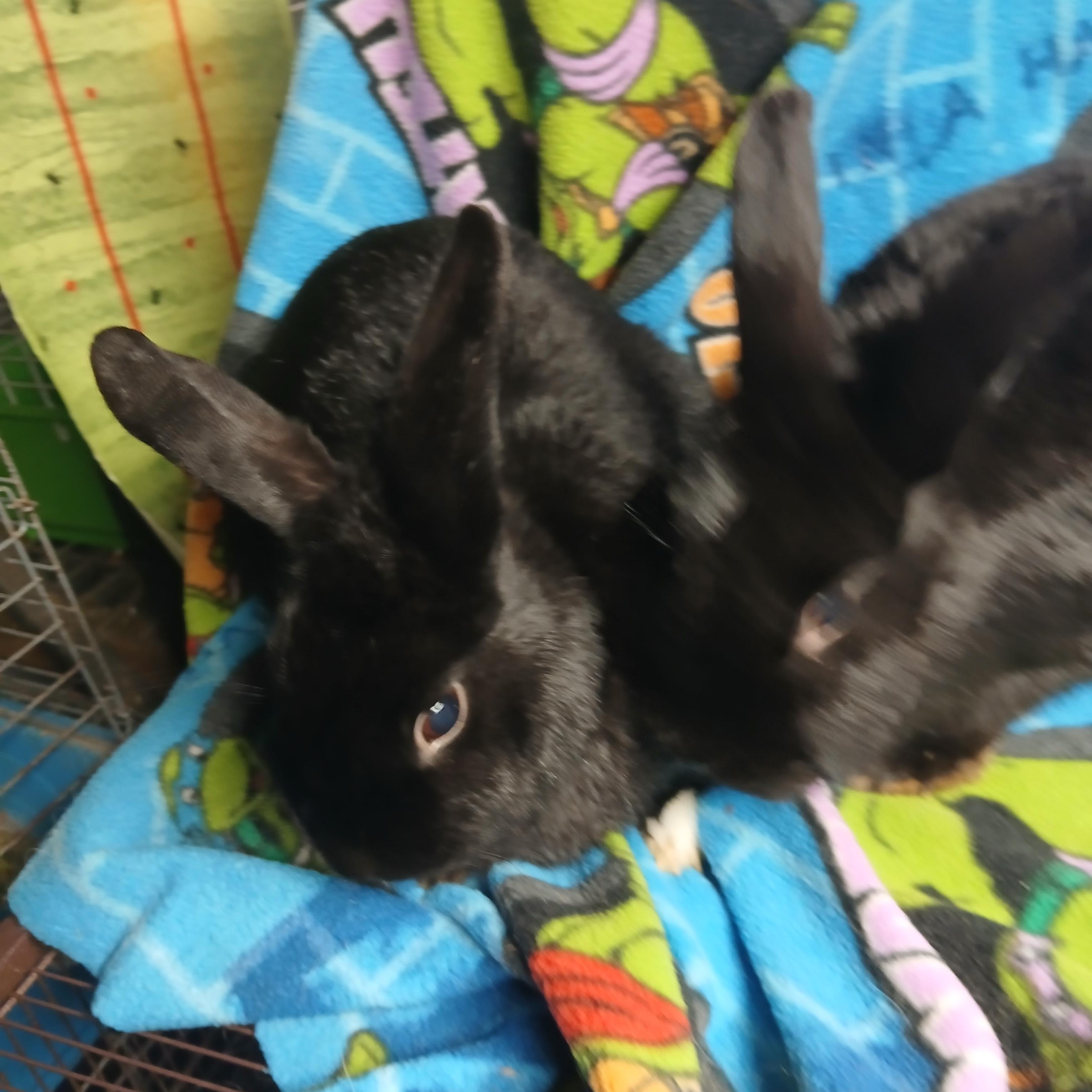 Moji and Morton, a Adoptable mixed breed in Dearborn, MO image 1/4