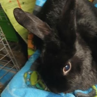 Moji, adoptable, Adult Female Satin & New Zealand.