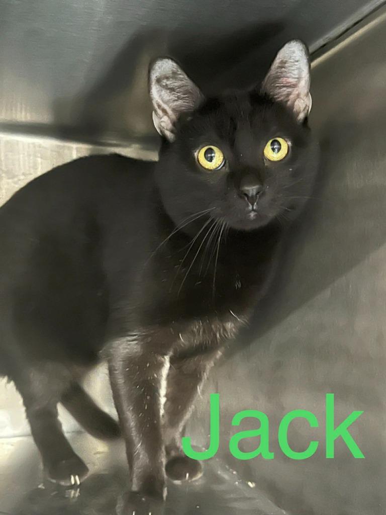 Jack, Adoptable, Young Male Domestic Short Hair.
