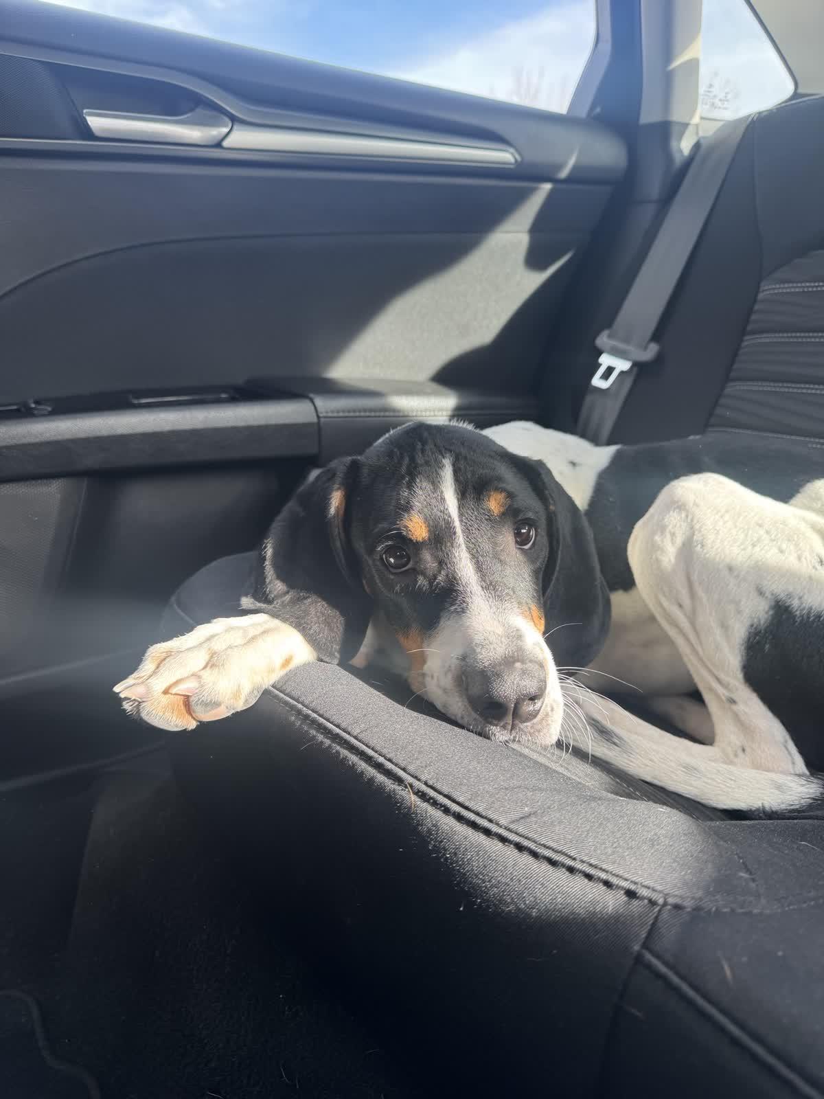 Enlarge Angel, a ADOPTABLE mixed breed in Hillsboro, MO image 4/5