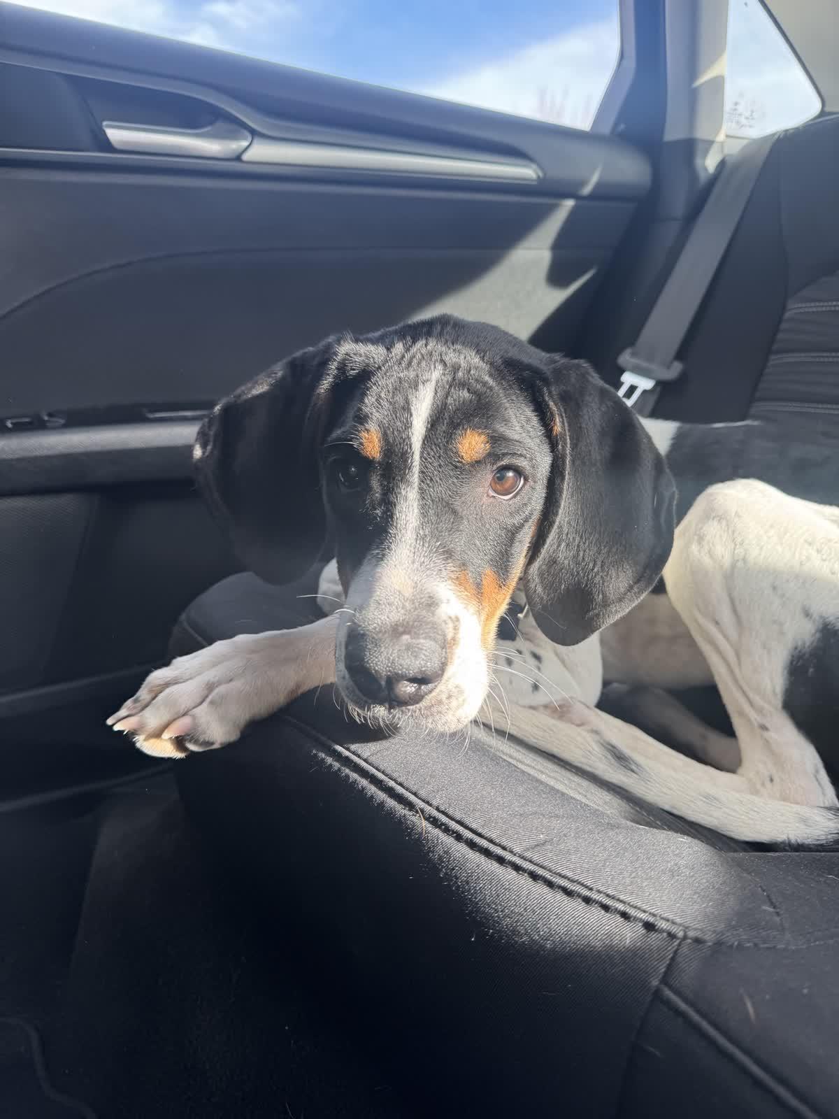 Enlarge Angel, a ADOPTABLE mixed breed in Hillsboro, MO image 5/5