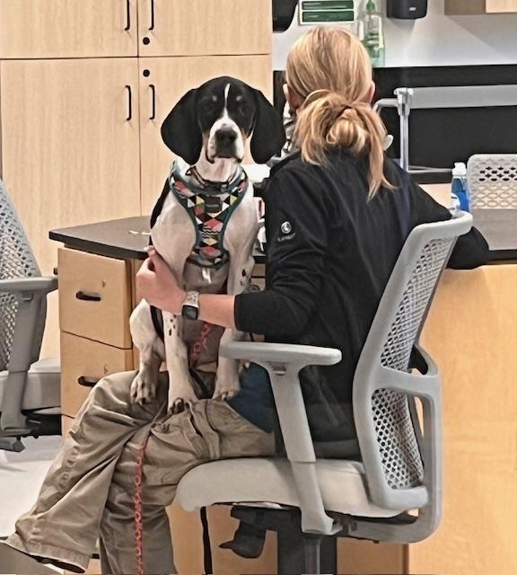 Enlarge Angel, a ADOPTABLE mixed breed in Hillsboro, MO image 2/5