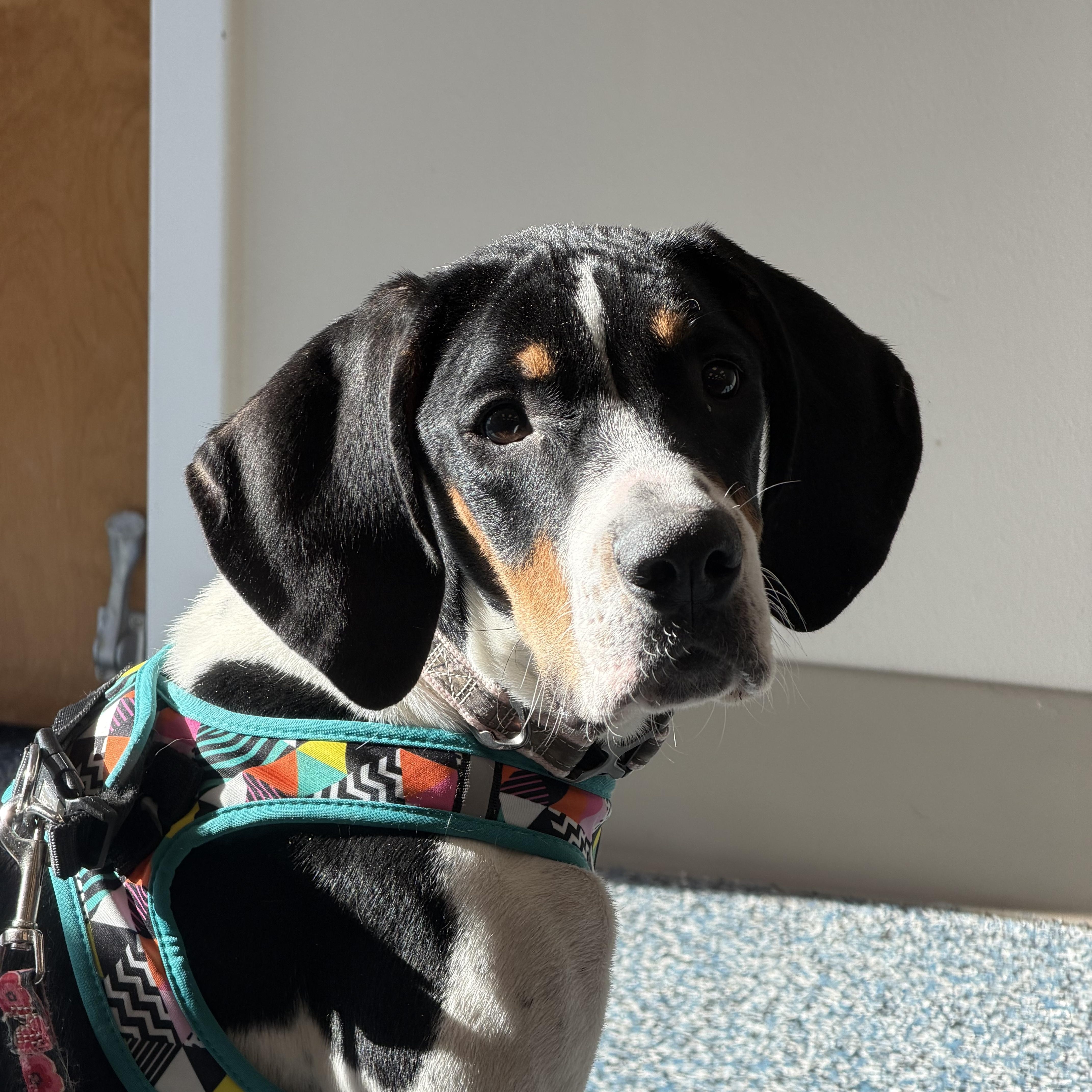 Angel, ADOPTABLE, Young Female Hound.