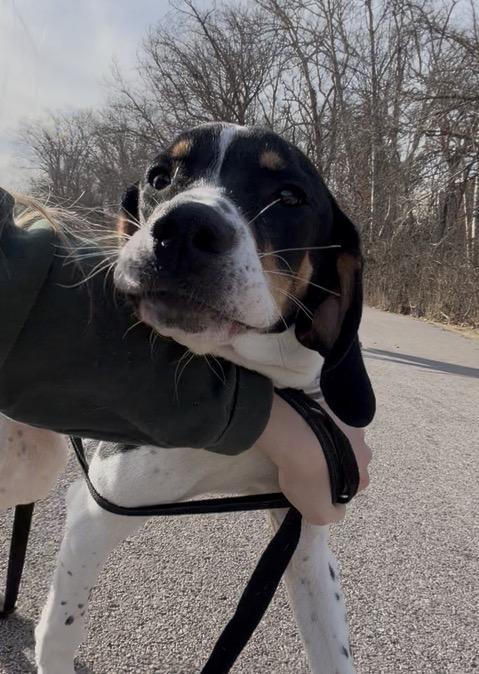 Enlarge Angel, a ADOPTABLE mixed breed in Hillsboro, MO image 3/5