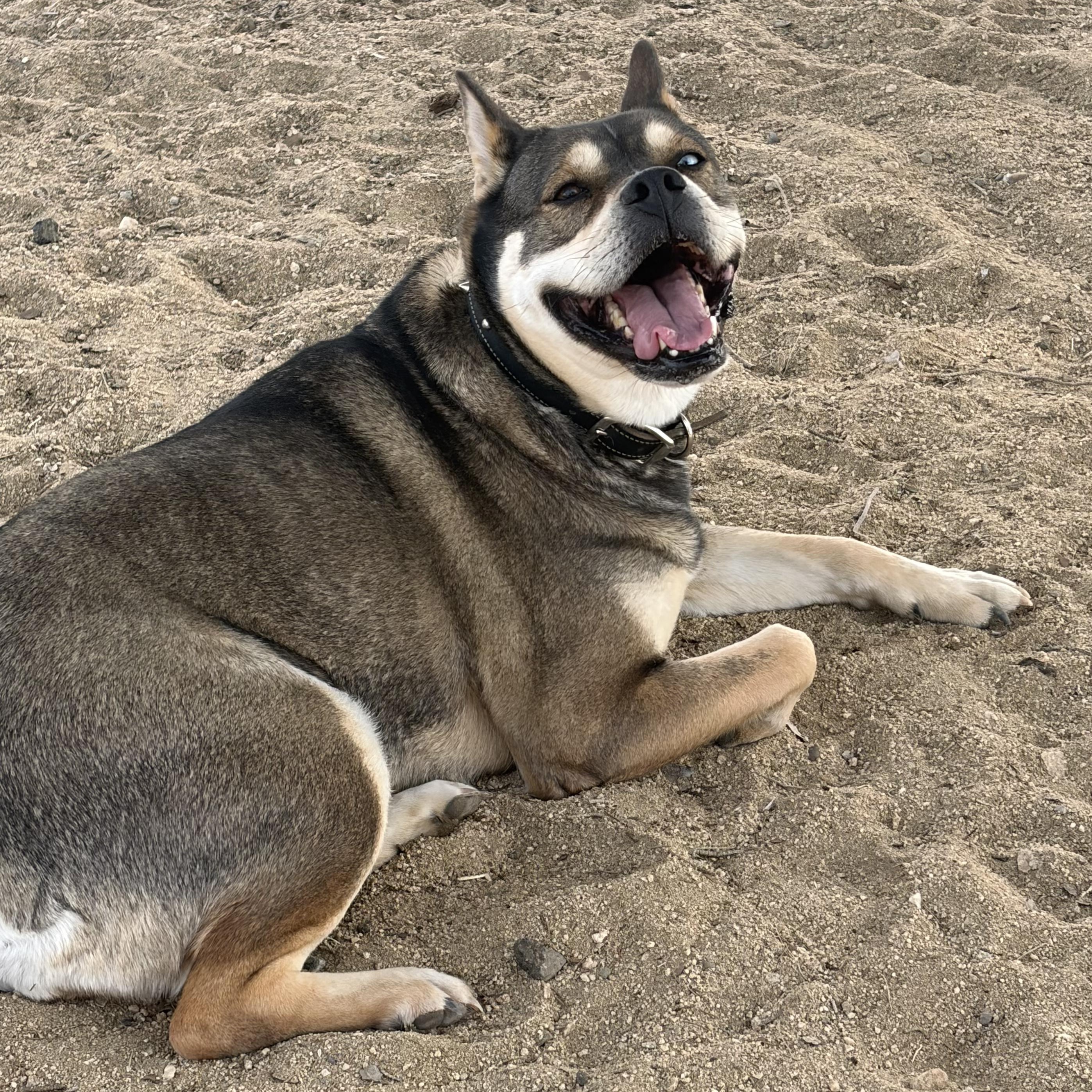 Enlarge Zoey, a Adoptable mixed breed in Joshua Tree, CA image 1/2