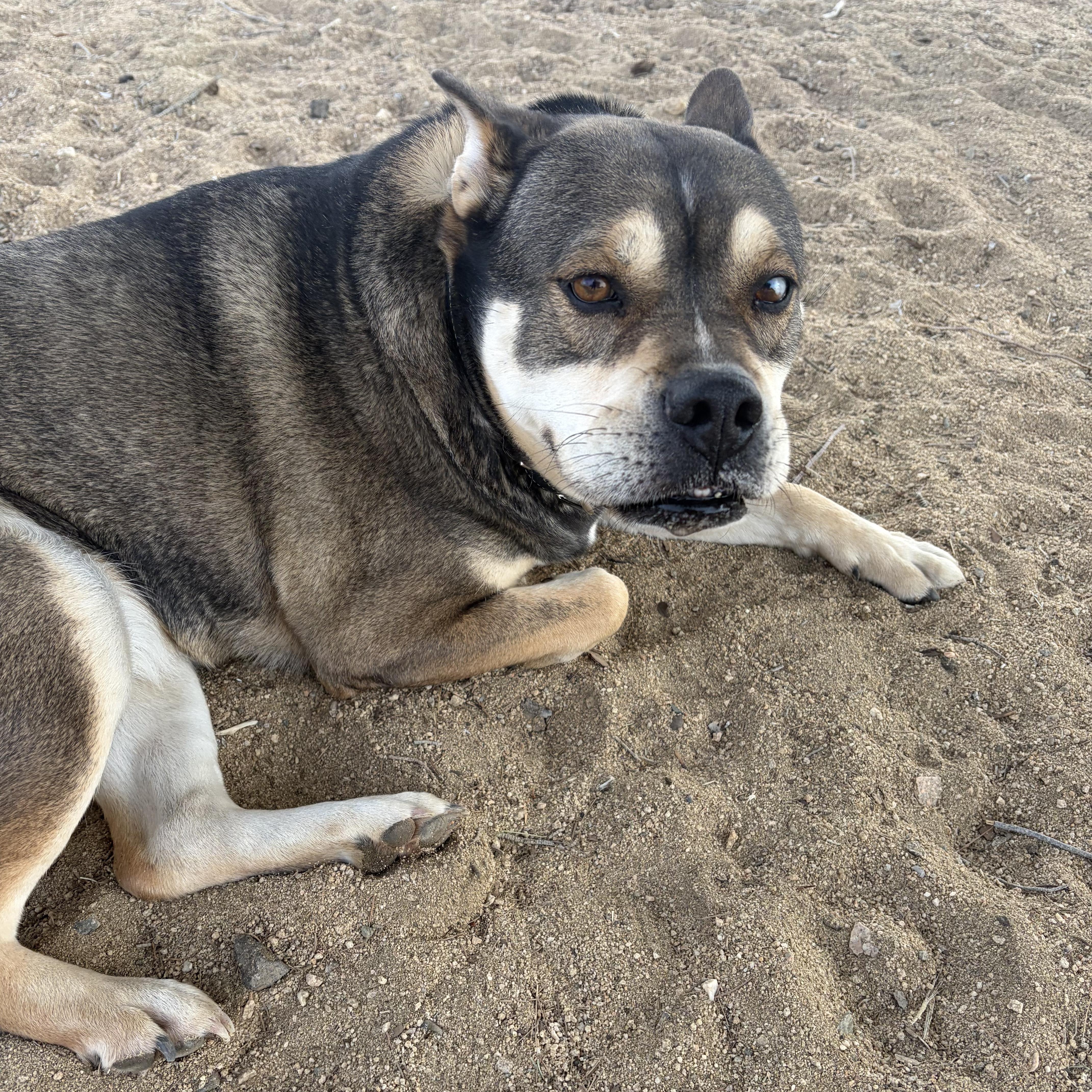 Enlarge Zoey, a Adoptable mixed breed in Joshua Tree, CA image 2/2