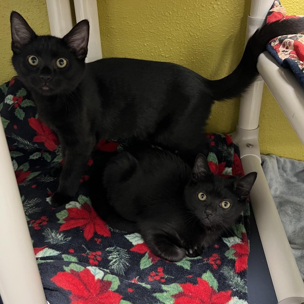 Espresso, a Adoptable Domestic Short Hair in Keizer, OR image 1/4